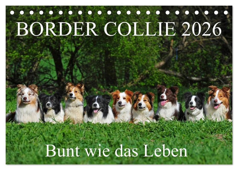 Border Collie 2026 (Tischkalender 2026 DIN A5 quer) CALVENDO Monatskalender