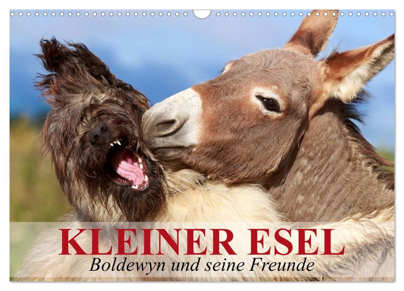 Kleiner Esel. Boldewyn und seine Freunde (Wandkalender 2026 DIN A3 quer) CALVENDO Monatskalender