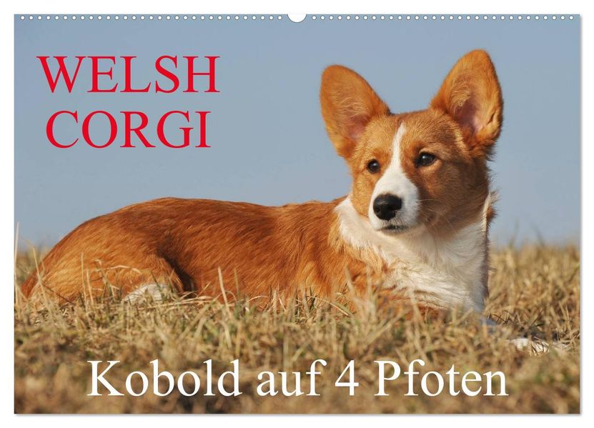 Welsh Corgi - Kobold auf 4 Pfoten (Wandkalender 2026 DIN A2 quer) CALVENDO Monatskalender