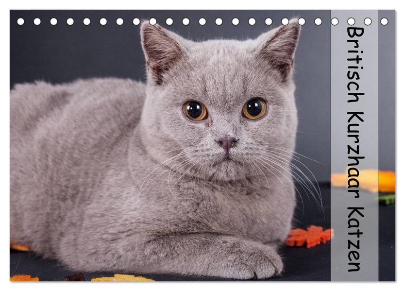 Britisch Kurzhaar Katzen (Tischkalender 2026 DIN A5 quer) CALVENDO Monatskalender