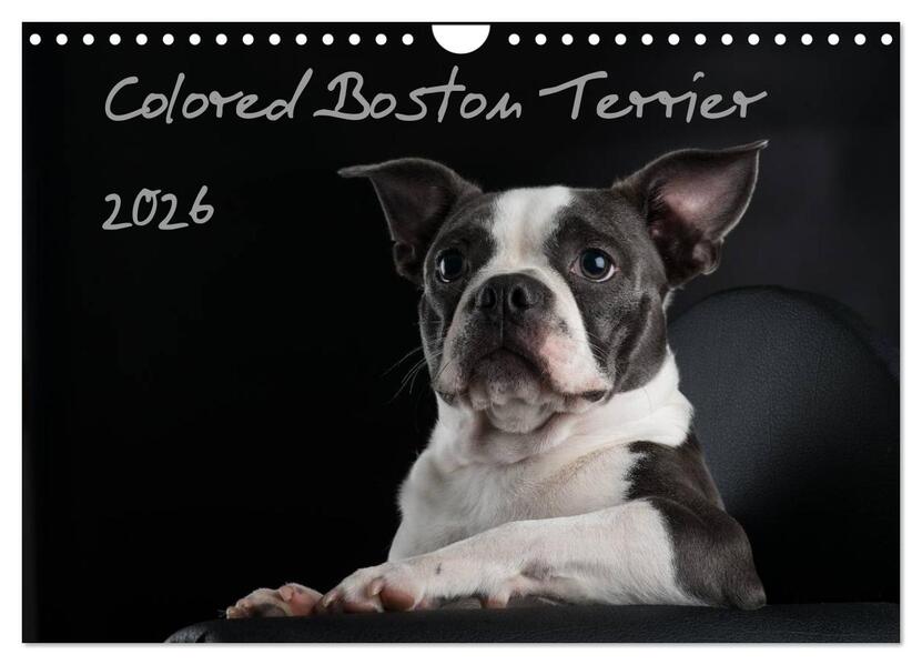 Colored Boston Terrier 2026 (Wandkalender 2026 DIN A4 quer) CALVENDO Monatskalender