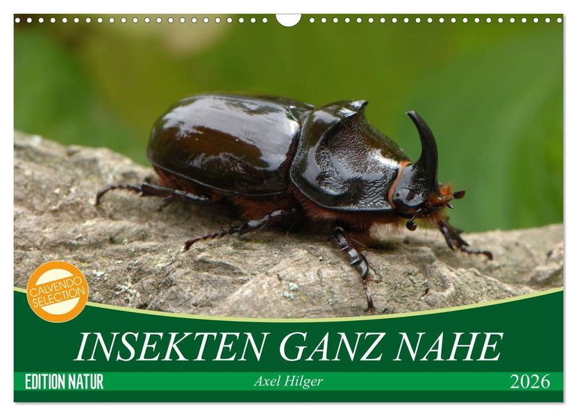 INSEKTEN GANZ NAHE (Wandkalender 2026 DIN A3 quer) CALVENDO Monatskalender