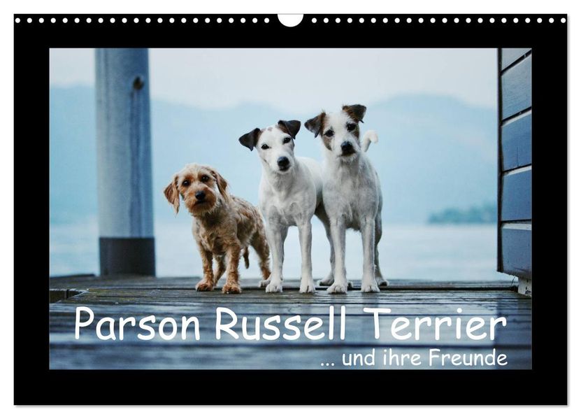 Parson Russell Terrier (Wandkalender 2026 DIN A3 quer) CALVENDO Monatskalender