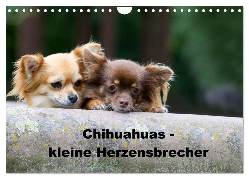 Chihuahuas - kleine Herzensbrecher (Wandkalender 2026 DIN A4 quer) CALVENDO Monatskalender
