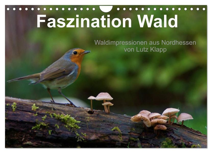 Faszination Wald. Waldimpressionen aus Nordhessen von Lutz Klapp (Wandkalender 2026 DIN A4 quer) CALVENDO Monatskalender