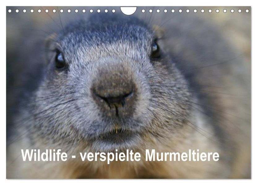 Wildlife - Verspielte Murmeltiere (Wandkalender 2026 DIN A4 quer) CALVENDO Monatskalender