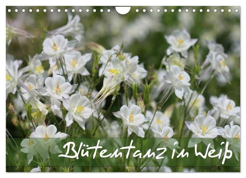 Blütentanz in Weiß (Wandkalender 2026 DIN A4 quer) CALVENDO Monatskalender