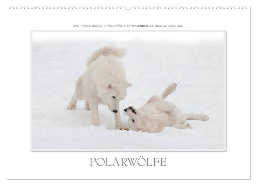 Emotionale Momente: Polarwölfe. / CH-Version (Wandkalender 2026 DIN A2 quer) CALVENDO Monatskalender