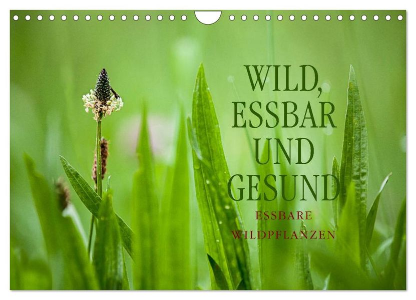 WILD ESSBAR UND GESUND Essbare Wildpflanzen (Wandkalender 2026 DIN A4 quer) CALVENDO Monatskalender
