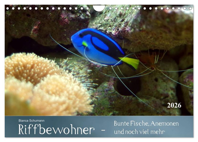 Riffbewohner - Bunte Fische Anemonen und noch viel mehr (Wandkalender 2026 DIN A4 quer) CALVENDO Monatskalender