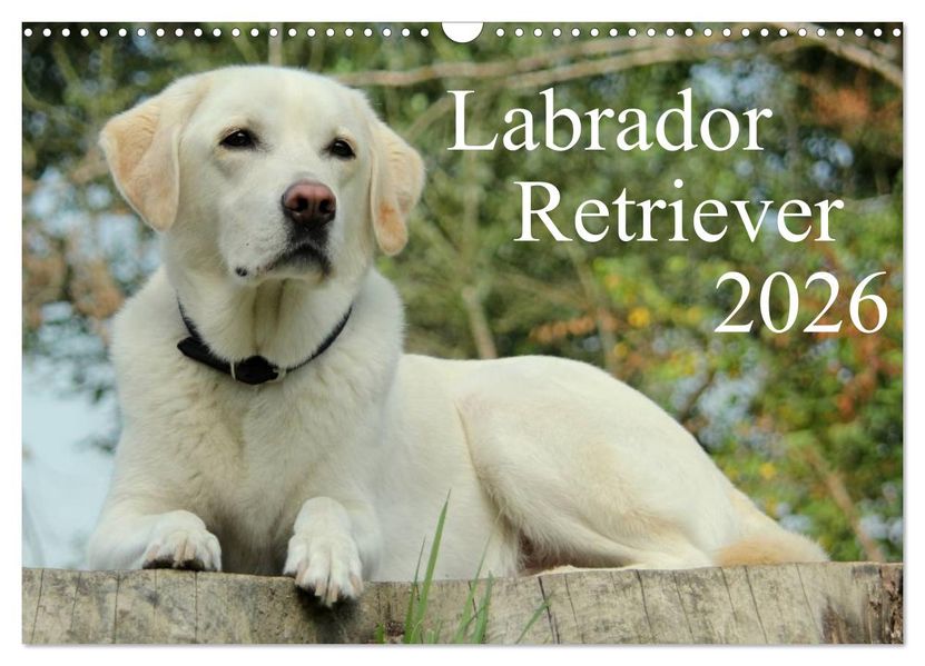 Labrador Retriever 2026 (Wandkalender 2026 DIN A3 quer) CALVENDO Monatskalender