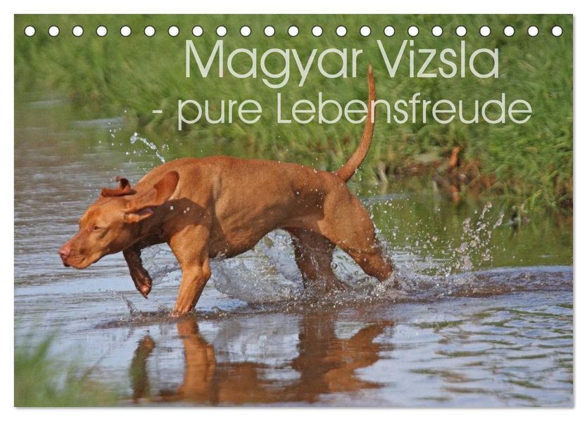 Magyar Vizsla - pure Lebensfreude (Tischkalender 2026 DIN A5 quer) CALVENDO Monatskalender