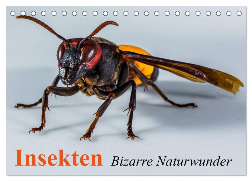 Insekten Bizarre Naturwunder (Tischkalender 2026 DIN A5 quer) CALVENDO Monatskalender