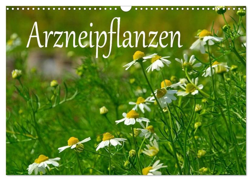 Arzneipflanzen (Wandkalender 2026 DIN A3 quer) CALVENDO Monatskalender