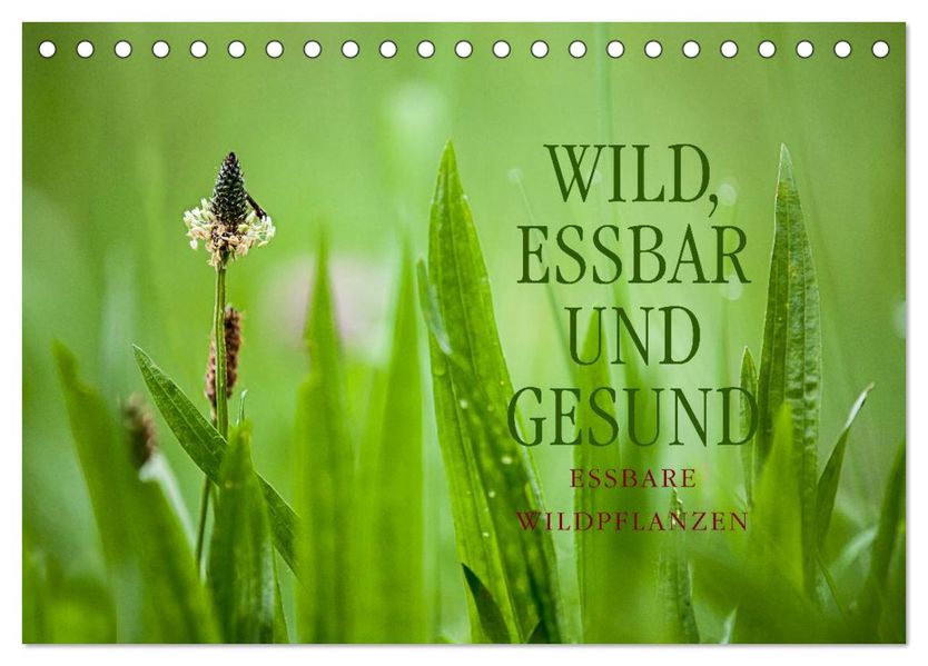 WILD ESSBAR UND GESUND Essbare Wildpflanzen (Tischkalender 2026 DIN A5 quer) CALVENDO Monatskalender