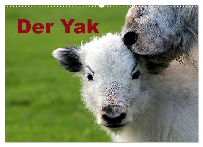 Der Yak (Wandkalender 2026 DIN A2 quer) CALVENDO Monatskalender