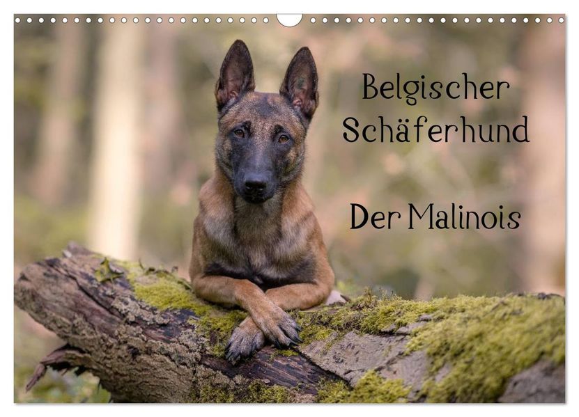 Belgischer Schäferhund - Der Malinois (Wandkalender 2026 DIN A3 quer) CALVENDO Monatskalender