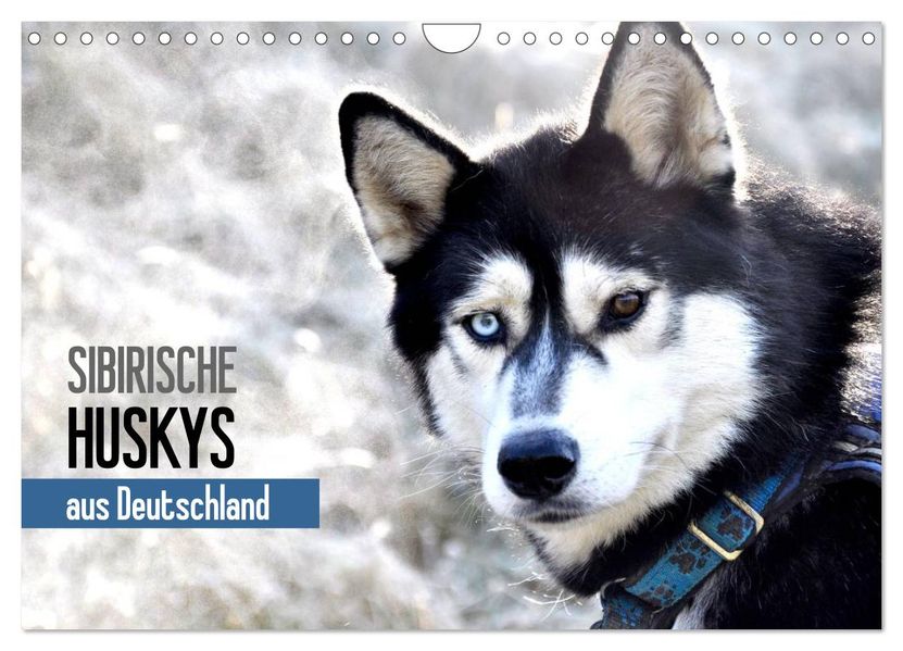 Sibirische Huskys aus Deutschland (Wandkalender 2026 DIN A4 quer) CALVENDO Monatskalender