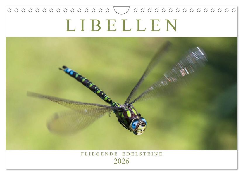 Libellen - Fliegende Edelsteine (Wandkalender 2026 DIN A4 quer) CALVENDO Monatskalender