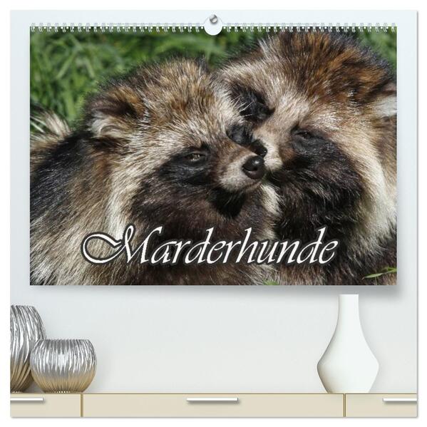 Marderhunde (hochwertiger Premium Wandkalender 2026 DIN A2 quer) Kunstdruck in Hochglanz