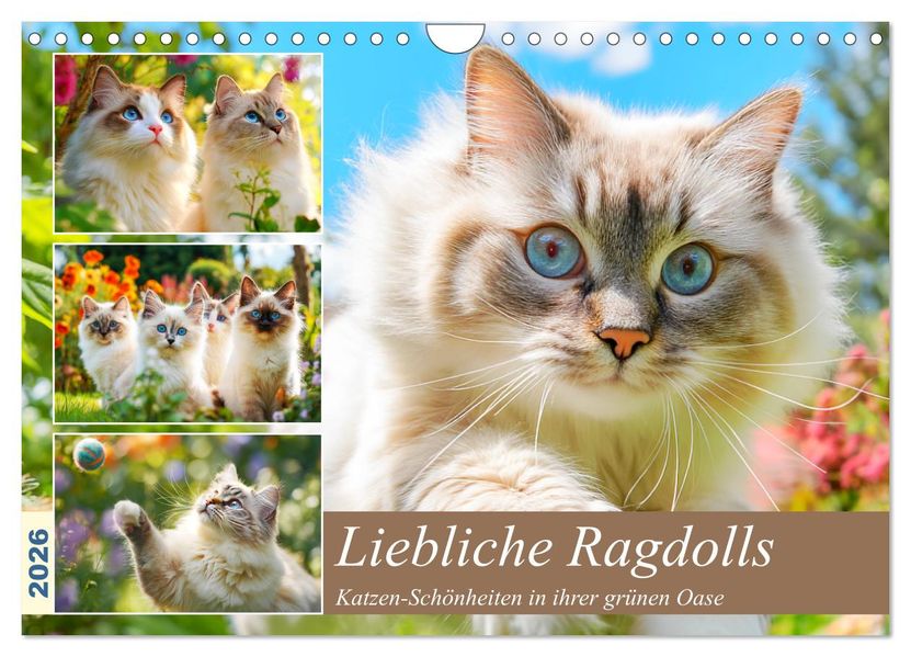 Liebliche Ragdolls. Katzen-Schönheiten in ihrer grünen Oase (Wandkalender 2026 DIN A4 quer) CALVENDO Monatskalender