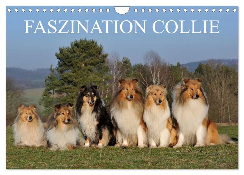 Faszination Collie 2026 (Wandkalender 2026 DIN A4 quer) CALVENDO Monatskalender