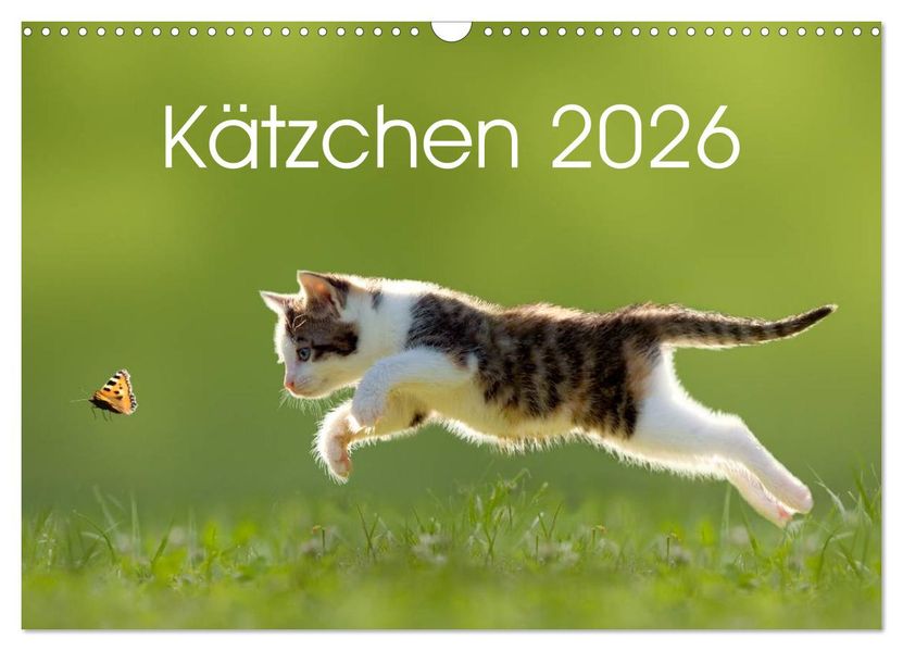 Kätzchen 2026 (Wandkalender 2026 DIN A3 quer) CALVENDO Monatskalender