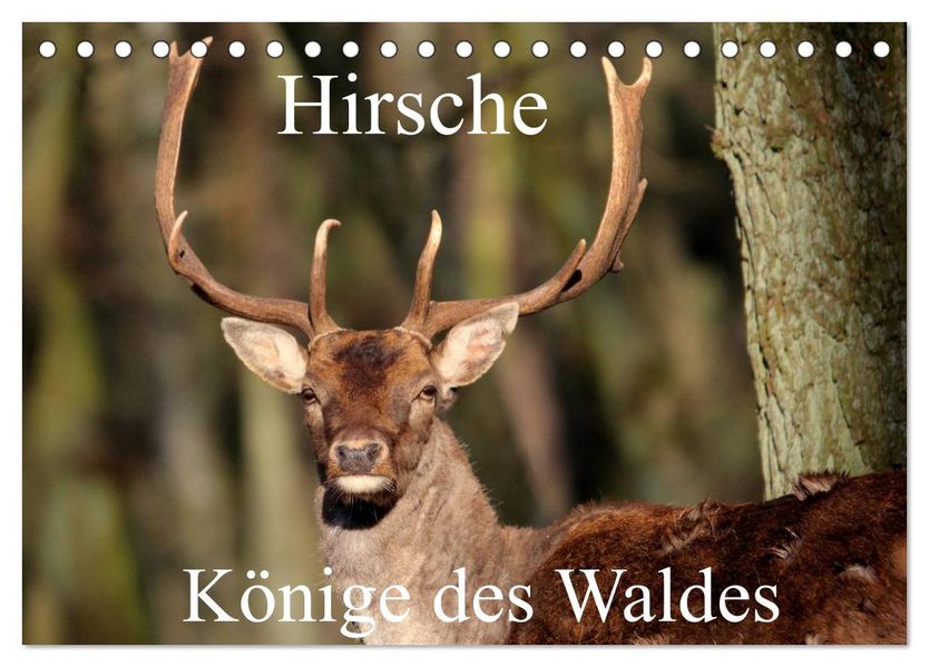 Hirsche - Könige des Waldes/Geburtstagskalender (Tischkalender 2026 DIN A5 quer) CALVENDO Monatskalender