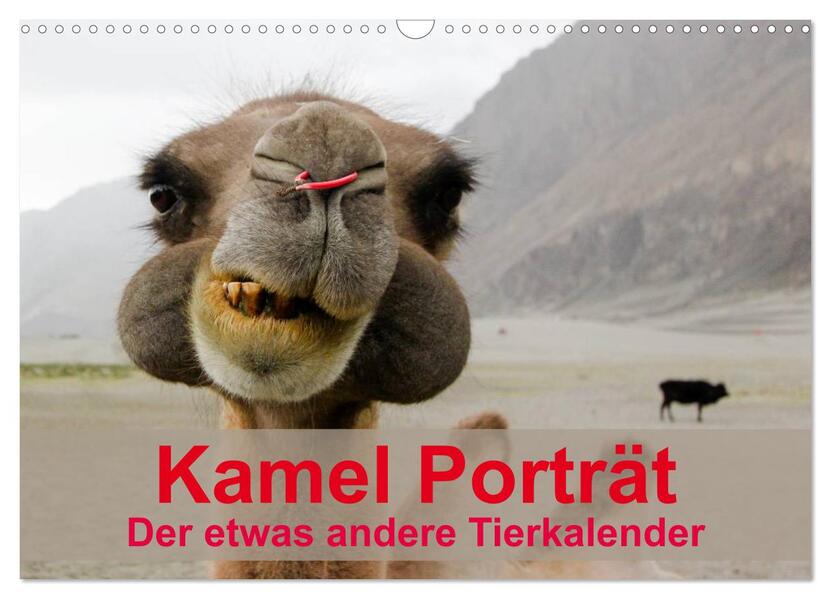 Kamel Porträt (Wandkalender 2026 DIN A3 quer) CALVENDO Monatskalender