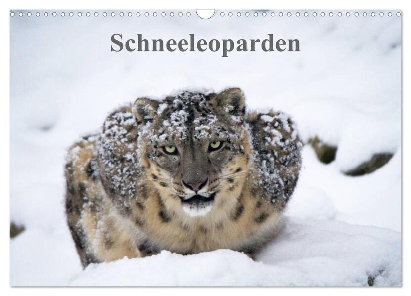 Schneeleoparden (Wandkalender 2026 DIN A3 quer) CALVENDO Monatskalender