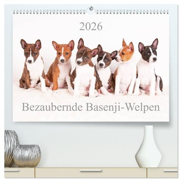 Bezaubernde Basenji-Welpen (hochwertiger Premium Wandkalender 2026 DIN A2 quer) Kunstdruck in Hochglanz