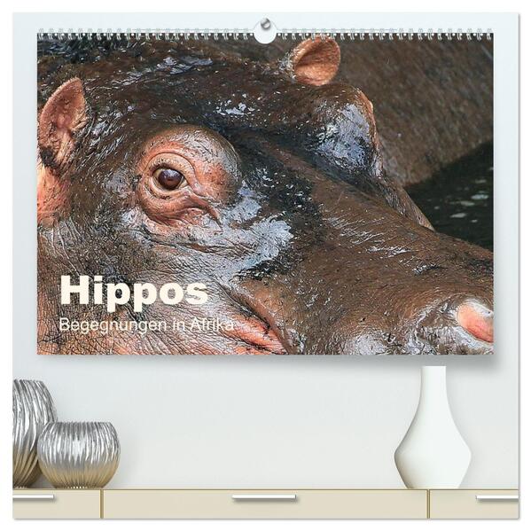 Hippos - Begegnungen in Afrika (hochwertiger Premium Wandkalender 2026 DIN A2 quer) Kunstdruck in Hochglanz