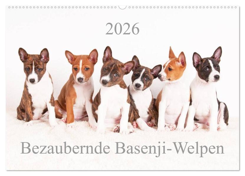 Bezaubernde Basenji-Welpen (Wandkalender 2026 DIN A2 quer) CALVENDO Monatskalender