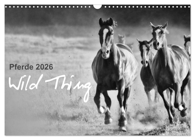 Pferde 2026 Wild Thing (Wandkalender 2026 DIN A3 quer) CALVENDO Monatskalender