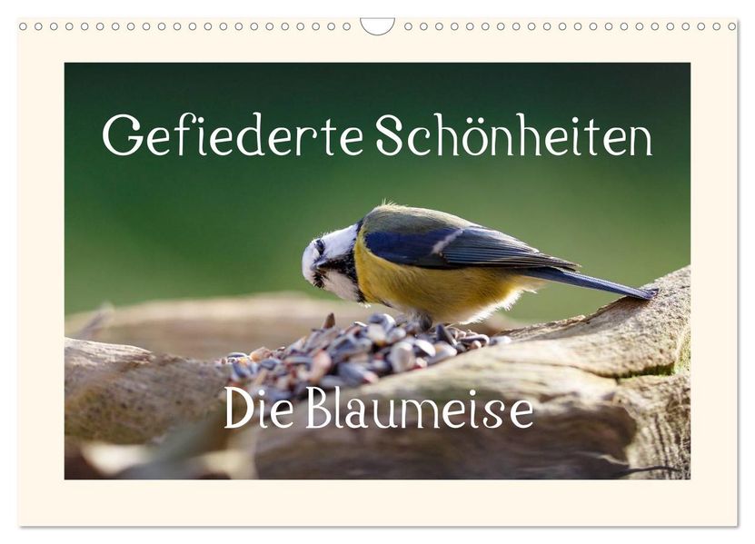 Gefiederte Schönheiten - Die Blaumeise (Wandkalender 2026 DIN A3 quer) CALVENDO Monatskalender