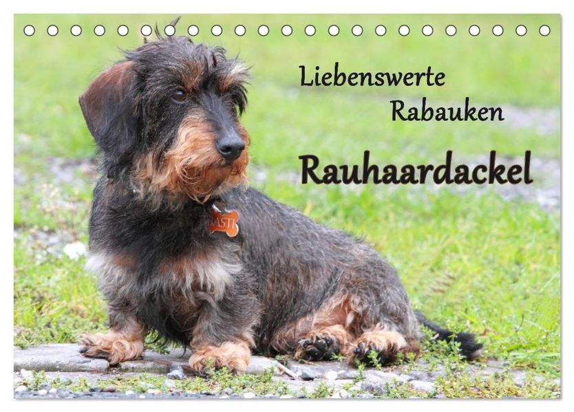 Liebenswerte Rabauken Rauhaardackel / CH-Version (Tischkalender 2026 DIN A5 quer) CALVENDO Monatskalender