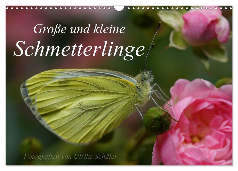 Große und kleine Schmetterlinge (Wandkalender 2026 DIN A3 quer) CALVENDO Monatskalender