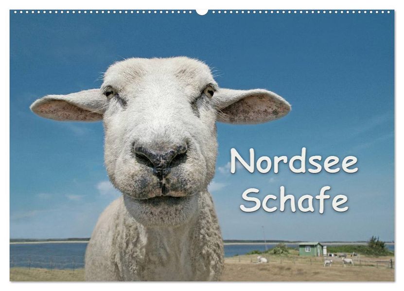 Nordsee Schafe (Wandkalender 2026 DIN A2 quer) CALVENDO Monatskalender