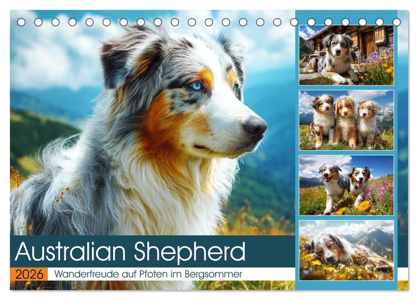 Australian Shepherd. Wanderfreude auf Pfoten im Bergsommer (Tischkalender 2026 DIN A5 quer) CALVENDO Monatskalender