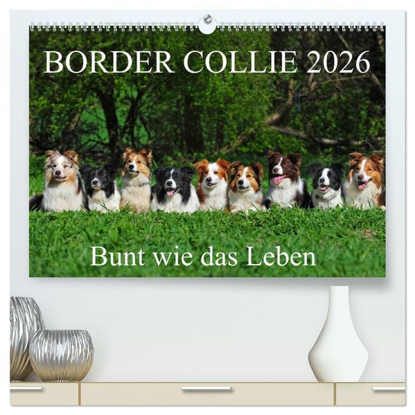 Border Collie 2026 (hochwertiger Premium Wandkalender 2026 DIN A2 quer) Kunstdruck in Hochglanz