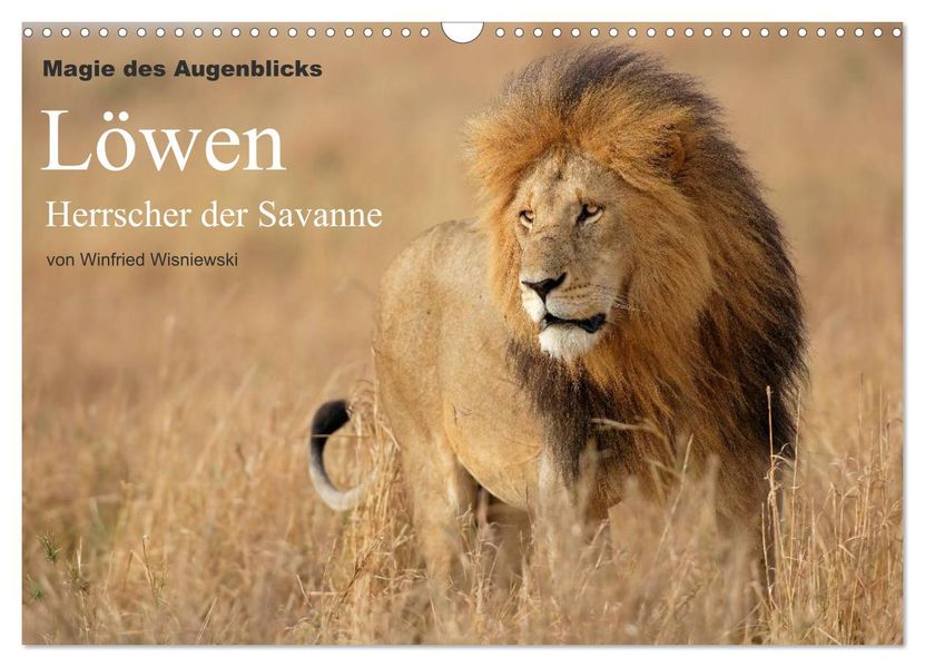 Magie des Augenblicks - Löwen - Herrscher der Savanne (Wandkalender 2026 DIN A3 quer) CALVENDO Monatskalender