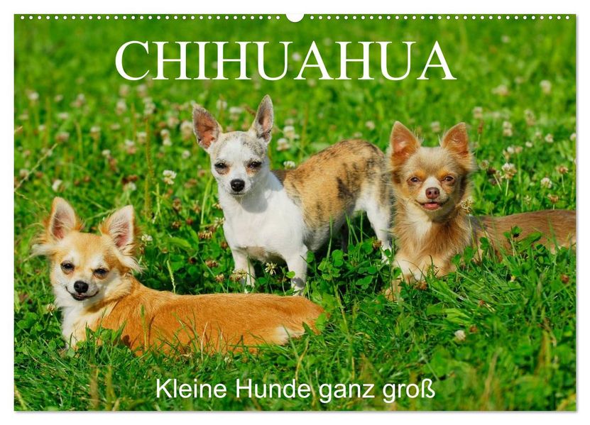 Chihuahua - Kleine Hunde ganz groß (Wandkalender 2026 DIN A2 quer) CALVENDO Monatskalender
