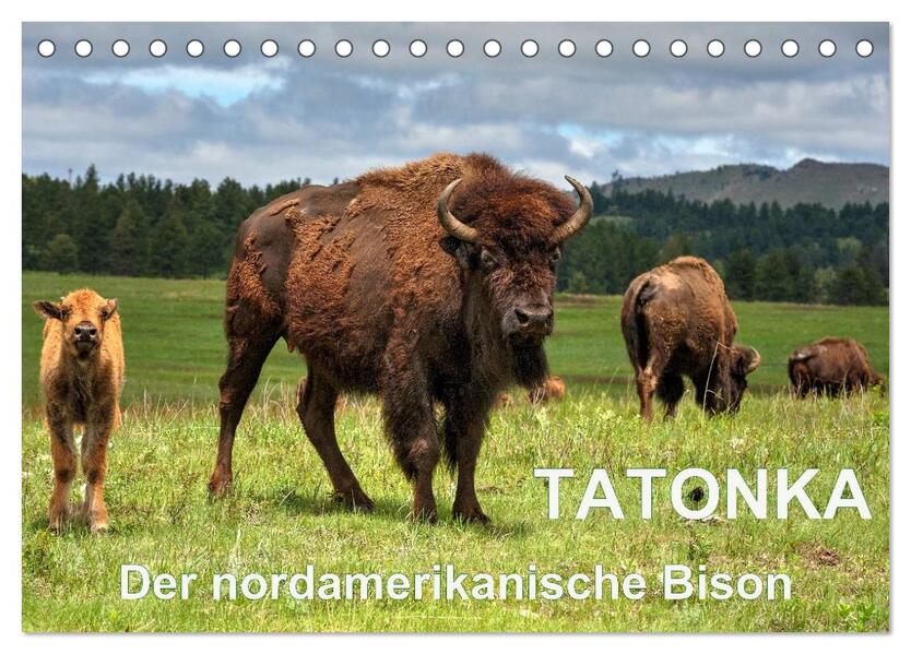 TATONKA Der nordamerikanische Bison (Tischkalender 2026 DIN A5 quer) CALVENDO Monatskalender
