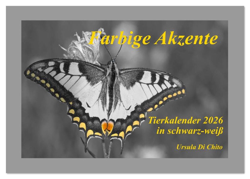 Farbige Akzente - Tierkalender 2026 in schwarz-weiß (Tischkalender 2026 DIN A5 quer) CALVENDO Monatskalender