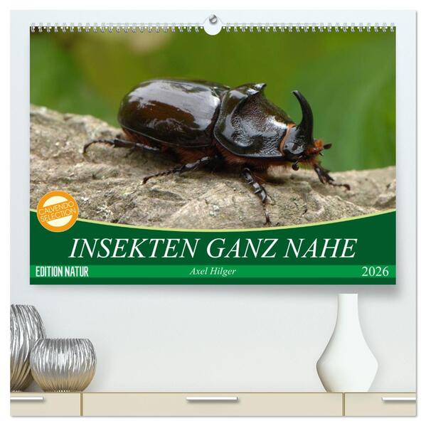 INSEKTEN GANZ NAHE (hochwertiger Premium Wandkalender 2026 DIN A2 quer) Kunstdruck in Hochglanz