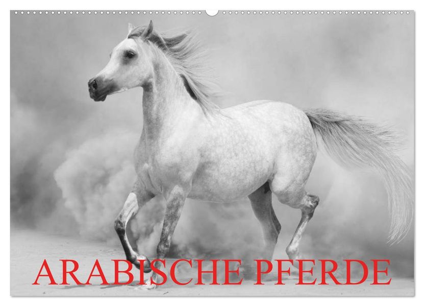 Arabische Pferde (Wandkalender 2026 DIN A2 quer) CALVENDO Monatskalender