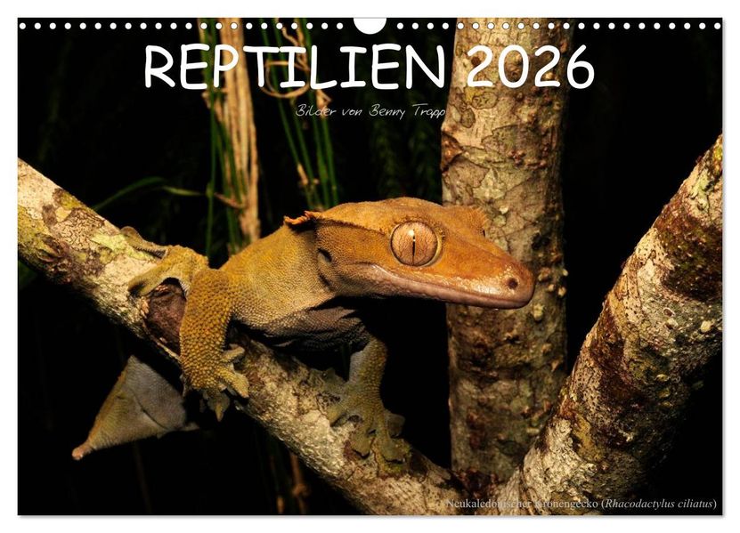 REPTILIEN (Wandkalender 2026 DIN A3 quer) CALVENDO Monatskalender