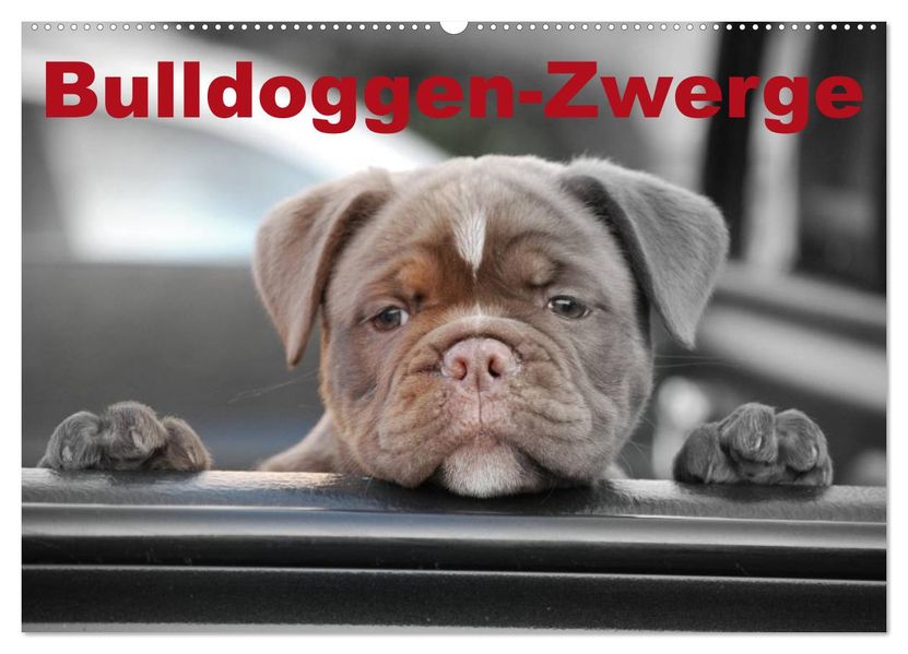 Bulldoggen-Zwerge (Wandkalender 2026 DIN A2 quer) CALVENDO Monatskalender