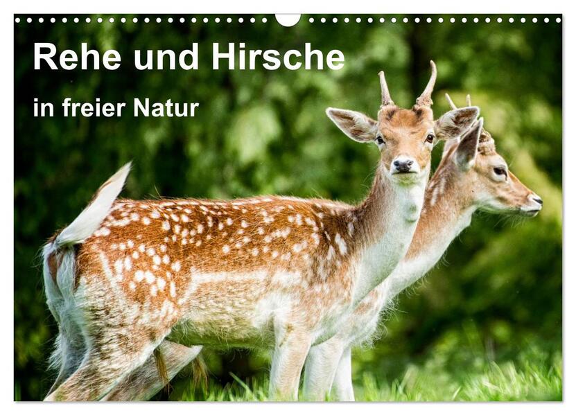 Rehe und Hirsche in freier Natur (Wandkalender 2026 DIN A3 quer) CALVENDO Monatskalender