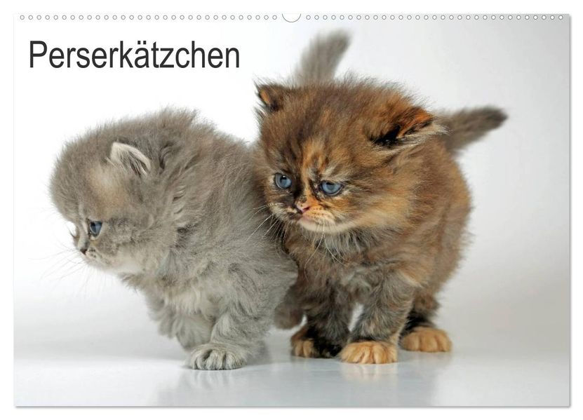 Perserkätzchen / CH-Version (Wandkalender 2026 DIN A2 quer) CALVENDO Monatskalender